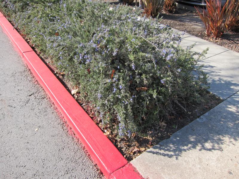 red curb